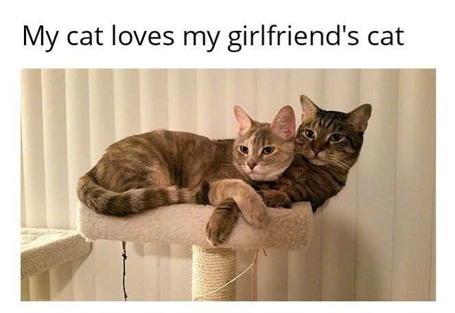 My cat loves my girlfriend's cat