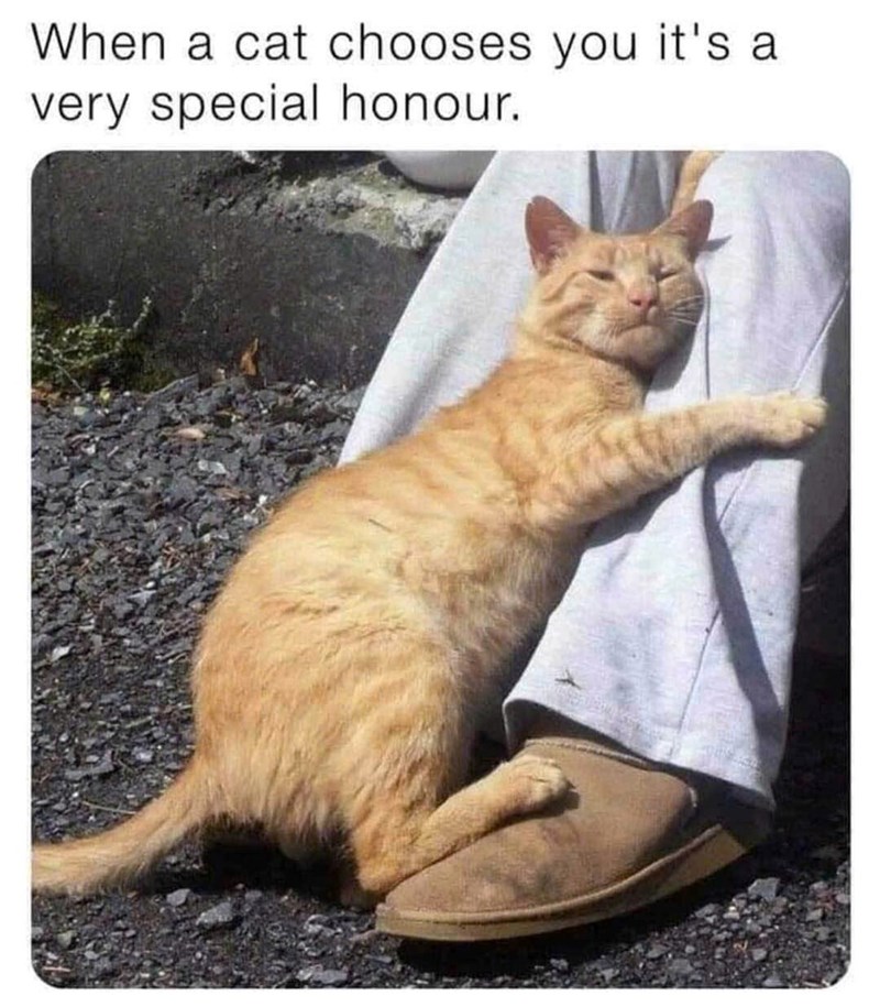 When a cat chooses you it's a very special honour.
