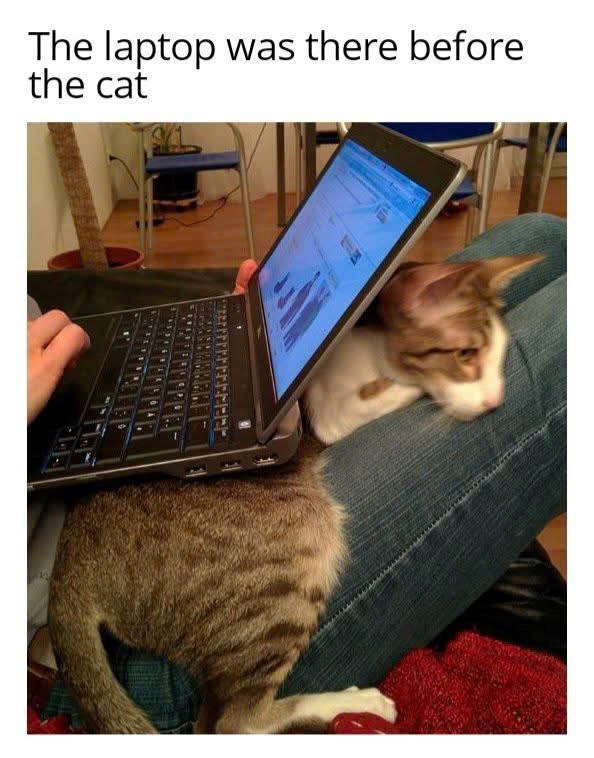 The laptop was there before the cat