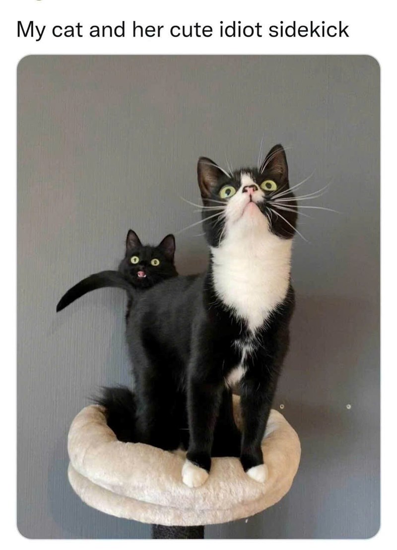 My cat and her cute idiot sidekick