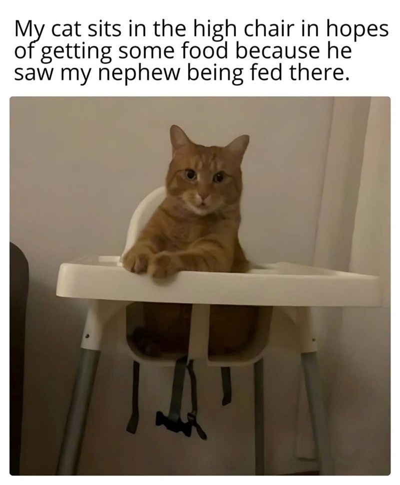 My cat sits in the high chair in hopes of getting some food because he saw my nephew being fed there.