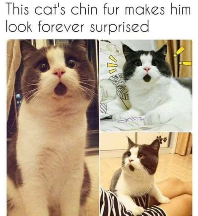 This cat's chin fur makes him. look forever surprised ckedcats