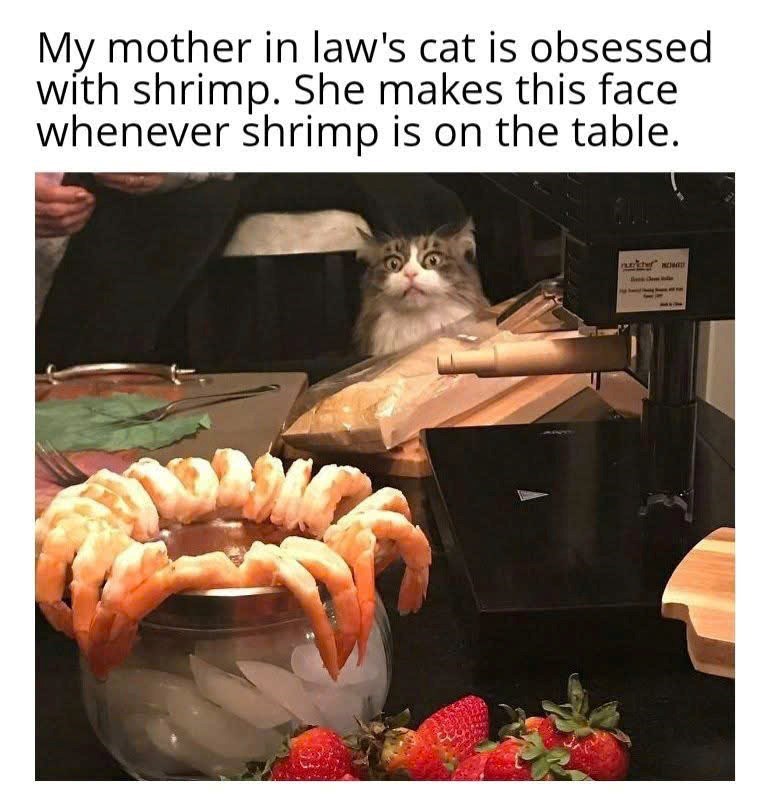 My mother in law's cat is obsessed with shrimp. She makes this face. whenever shrimp is on the table.