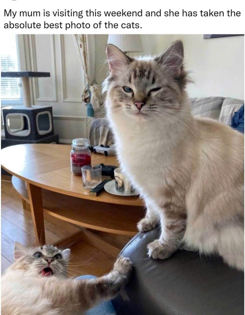 My mum is visiting this weekend and she has taken the absolute best photo of the cats.