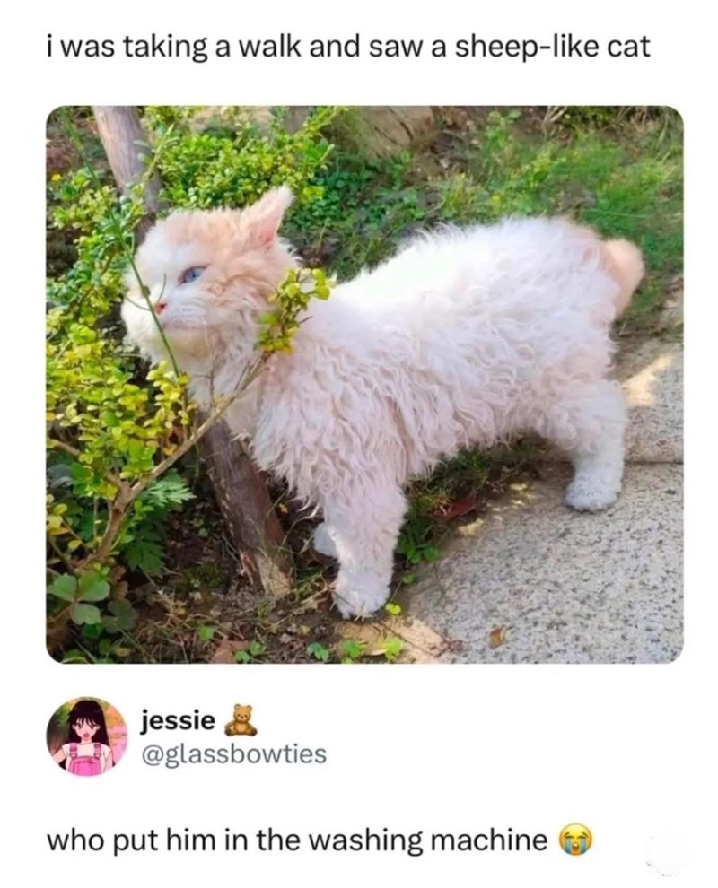 i was taking a walk and saw a sheep-like cat jessie @glassbowties who put him in the washing machine