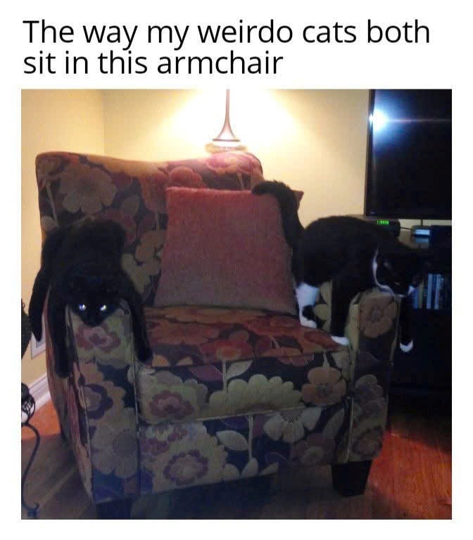 The way my weirdo cats both sit in this armchair