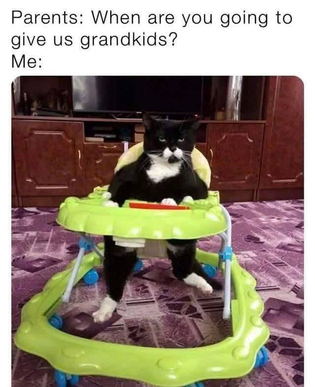 Parents: When are you going to give us grandkids? Me:
