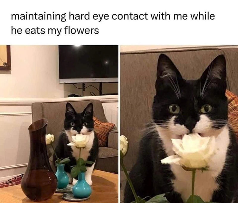 maintaining hard eye contact with me while he eats my flowers