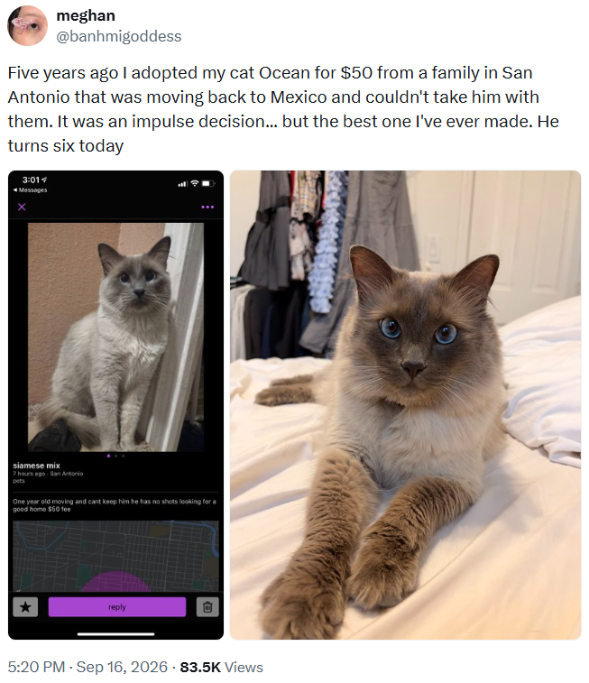 meghan @banhmigoddess Five years ago I adopted my cat Ocean for $50 from a family in San Antonio that was moving back to Mexico and couldn't take him with them. It was an impulse decision... but the best one I've ever made. He turns six today 3:01 ◄ Messages siamese mix 7 hours ago San Antonio pets One year old moving and cant keep him he has no shots looking for a good home $50 fee reply 5:20 PM - Sep 16, 2026 - 83.5K Views