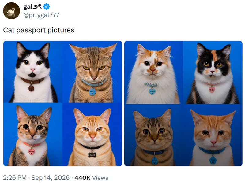gal१९ @prtygal777 Cat passport pictures Kimmy Boba Molen Milky Bocil . 2:26 PM - Sep 14, 2026 440K Views Tiger Paroro *