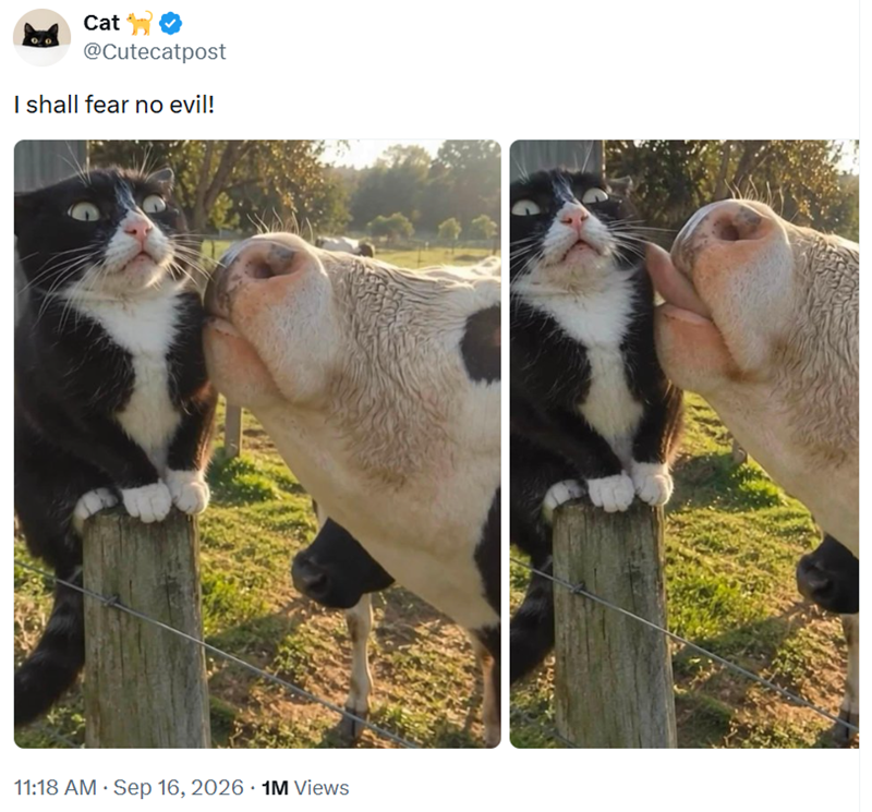 Cat @Cutecatpost I shall fear no evil! 11:18 AM ⚫ Sep 16, 2026 1M Views