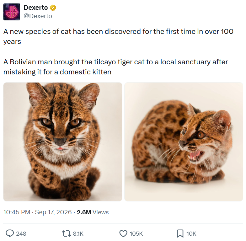 Dexerto @Dexerto A new species of cat has been discovered for the first time in over 100 years A Bolivian man brought the tilcayo tiger cat to a local sanctuary after mistaking it for a domestic kitten 10:45 PM · Sep 17, 2026 2.6M Views 248 18.1K 105K 10K