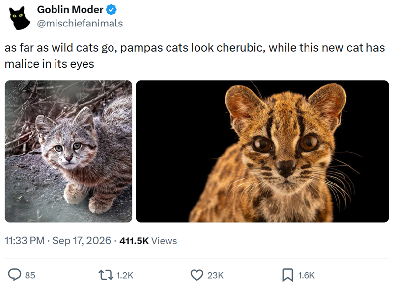 Goblin Moder @mischiefanimals as far as wild cats go, pampas cats look cherubic, while this new cat has malice in its eyes 11:33 PM Sep 17, 2026 411.5K Views 85 1.2K 23K 1.6K