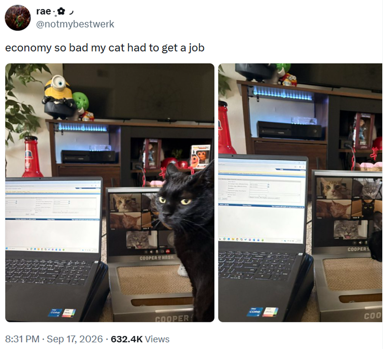 rae.✰ @notmybestwerk economy so bad my cat had to get a job Cone COOPER NASH COOPERS COR COOPER COO . 8:31 PM - Sep 17, 2026 632.4K Views