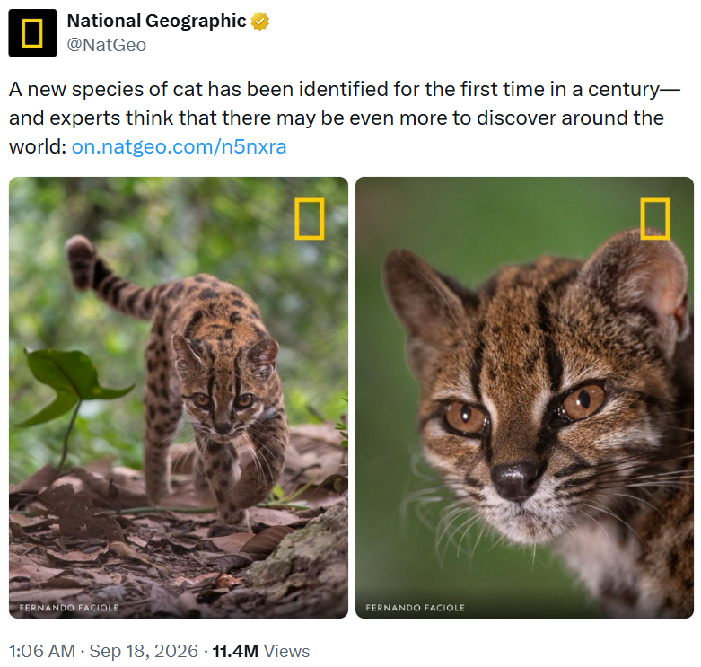 ☐ National Geographic @NatGeo A new species of cat has been identified for the first time in a century— and experts think that there may be even more to discover around the world: on.natgeo.com/n5nxra FERNANDO FACIOLE 1:06 AM Sep 18, 2026 11.4M Views FERNANDO FACIOLE