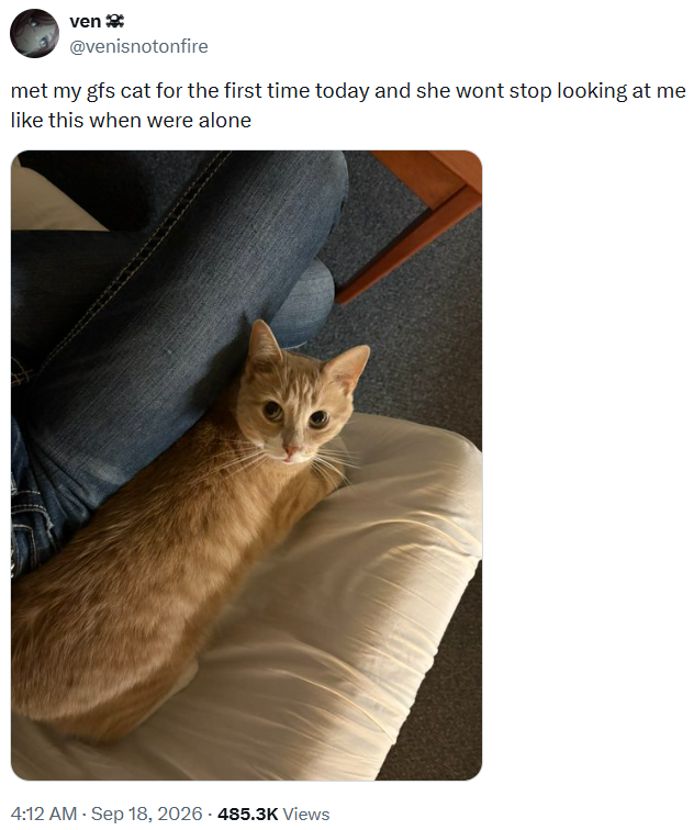 ven @venisnotonfire met my gfs cat for the first time today and she wont stop looking at me like this when were alone 4:12 AM - Sep 18, 2026 - 485.3K Views