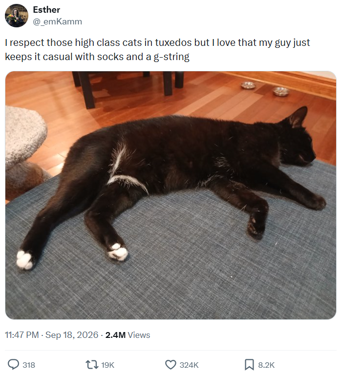 Esther @_emKamm I respect those high class cats in tuxedos but I love that my guy just keeps it casual with socks and a g-string 11:47 PM - Sep 18, 2026 - 2.4M Views 318 1 19K 324K 8.2K