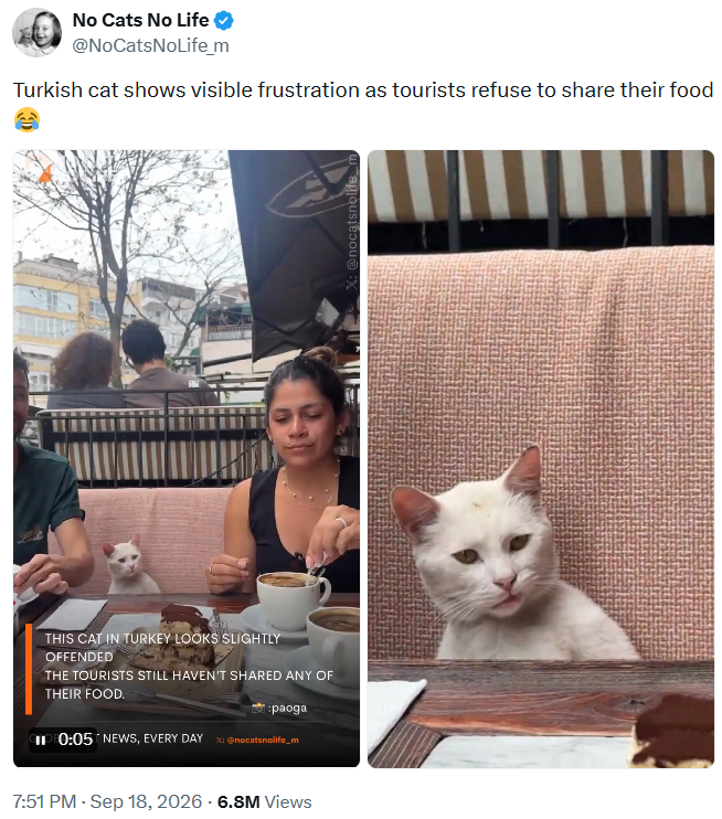 No Cats No Life @NoCatsNoLife_m Turkish cat shows visible frustration as tourists refuse to share their food THIS CAT IN TURKEY LOOKS SLIGHTLY OFFENDED THE TOURISTS STILL HAVEN'T SHARED ANY OF THEIR FOOD. paoga CIPE0:05 NEWS, EVERY DAY X: @nocatsnolife_m 7:51 PM - Sep 18, 2026 - 6.8M Views X: @nocatsnolife_m