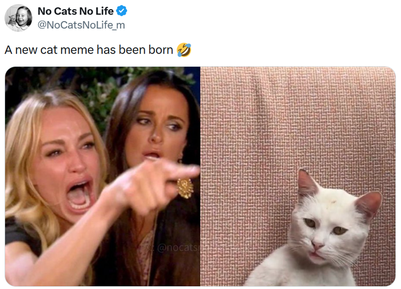 No Cats No Life @NoCatsNoLife_m A new cat meme has been born @nocats