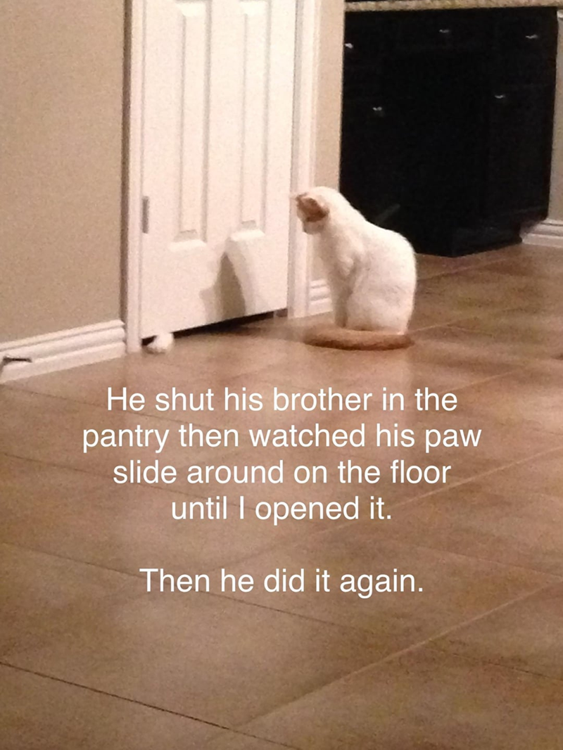 He shut his brother in the pantry then watched his paw slide around on the floor until I opened it. Then he did it again.