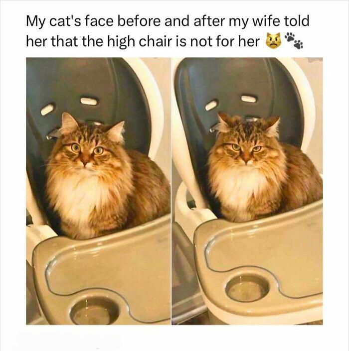 My cat's face before and after my wife told her that the high chair is not for her
