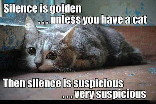 Silence is golden ... unless you have a cat Then silence is suspicious Very suspicious