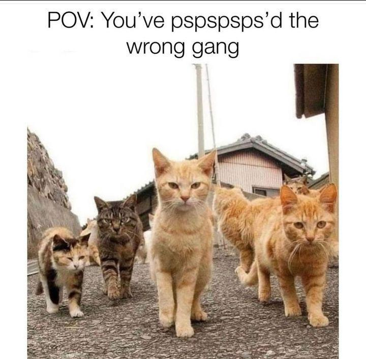 POV: You've pspspsps'd the wrong gang