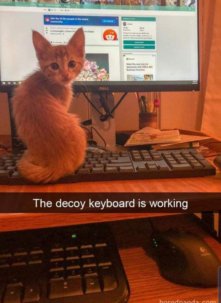 Join the 19.8 people in the daw the Week DELL Meet the new high f teamwork with Office 365 The decoy keyboard is working boredpanda.com