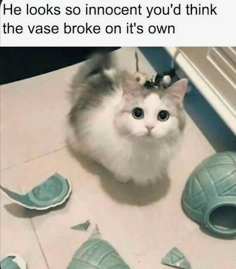 He looks so innocent you'd think the vase broke on it's own