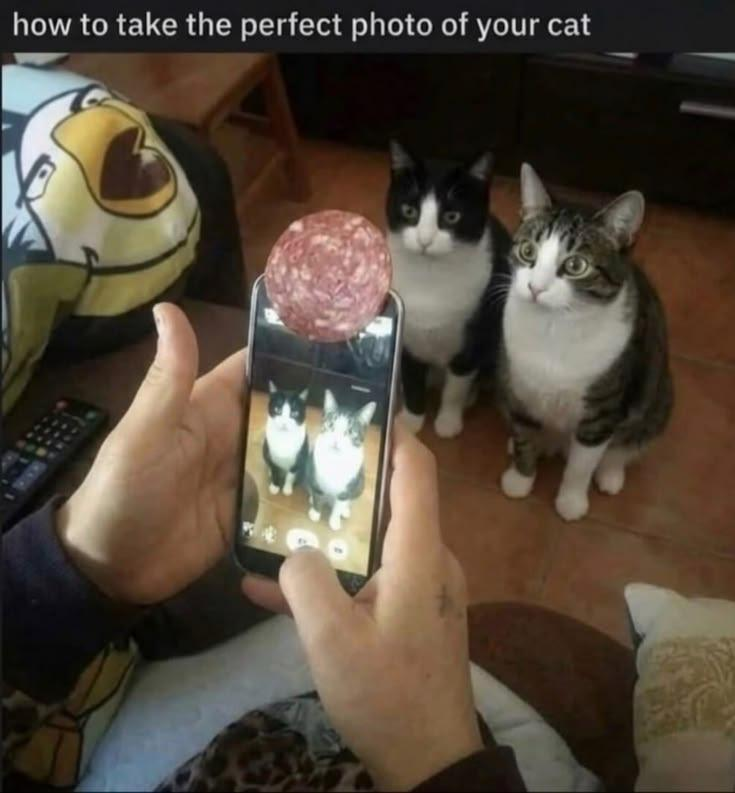 how to take the perfect photo of your cat