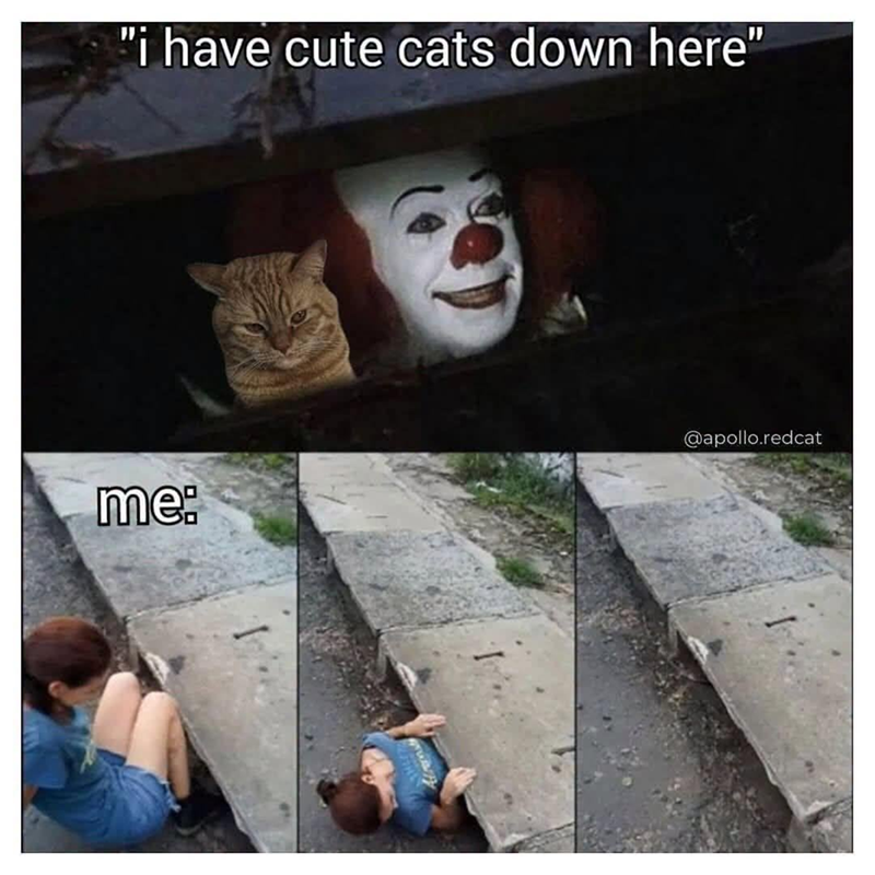 "i have cute cats down here" me: @apollo.redcat