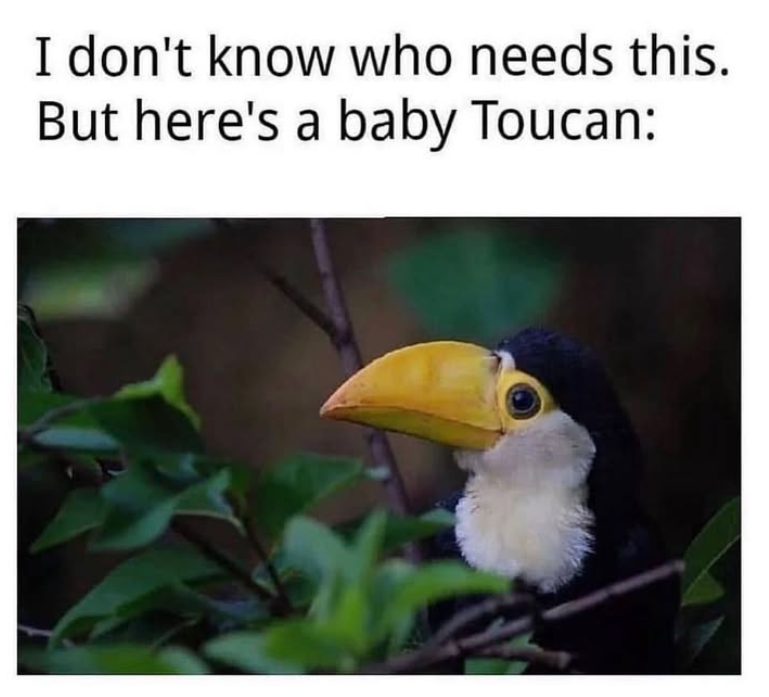 I don't know who needs this. But here's a baby Toucan: