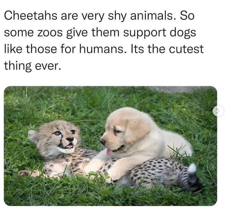Cheetahs are very shy animals. So some zoos give them support dogs like those for humans. Its the cutest thing ever.