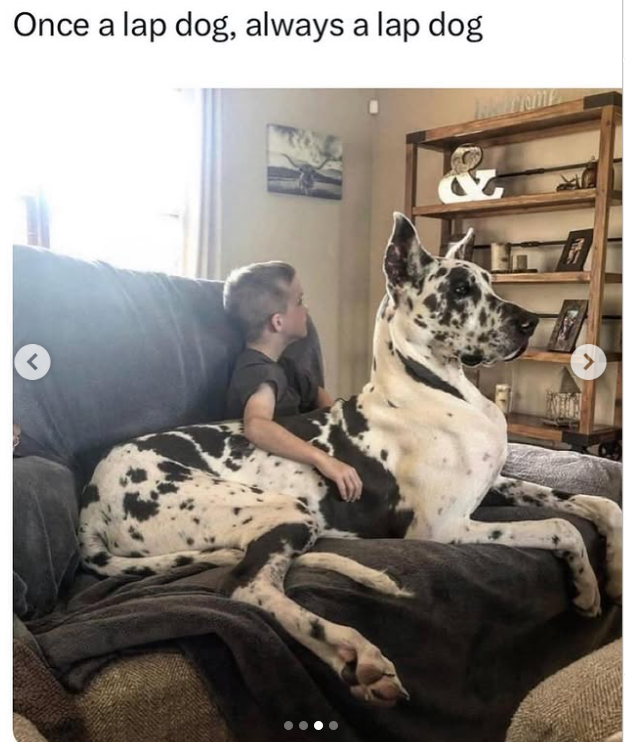 > Once a lap dog, always a lap dog