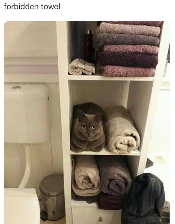 forbidden towel