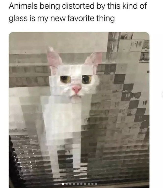 Animals being distorted by this kind of glass is my new favorite thing W