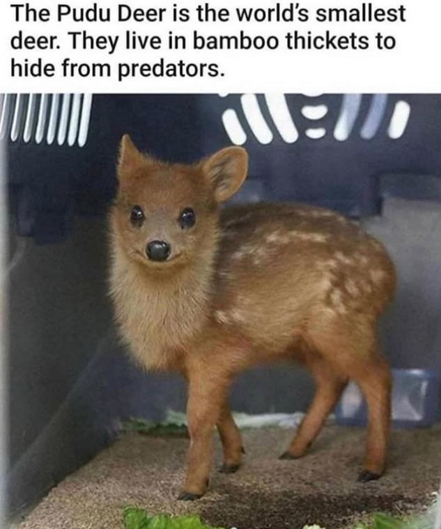 The Pudu Deer is the world's smallest deer. They live in bamboo thickets to hide from predators. 1:10