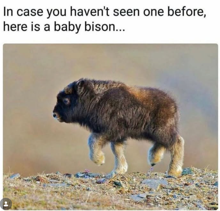 In case you haven't seen one before, here is a baby bison...