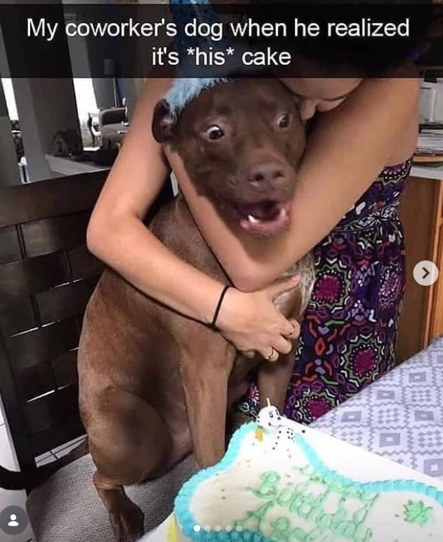 My coworker's dog when he realized it's *his* cake >
