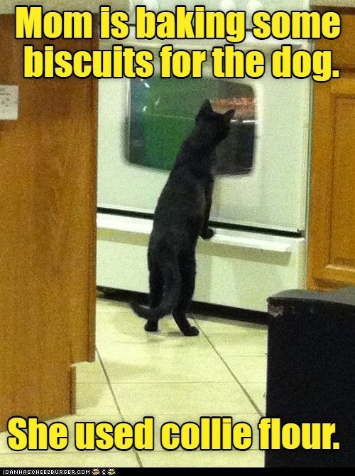 Mom is baking some biscuits for the dog. She used collie flour. ICANHASCHEEZBURGER.COM