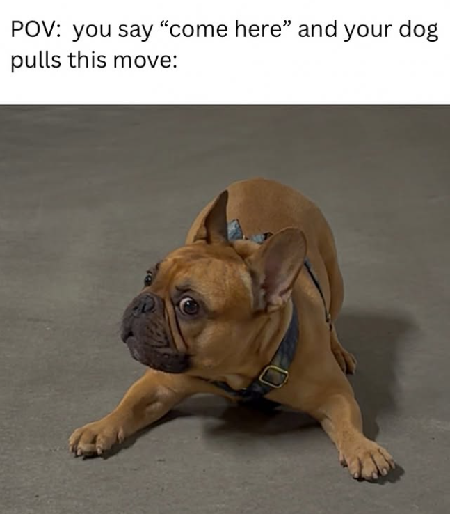 POV: you say "come here" and your dog pulls this move: