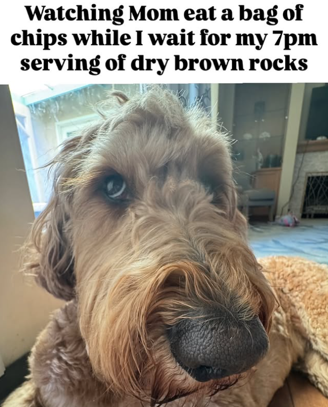 Watching Mom eat a bag of chips while I wait for my 7pm serving of dry brown rocks