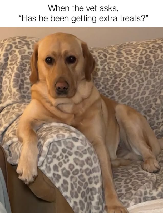 When the vet asks, "Has he been getting extra treats?"