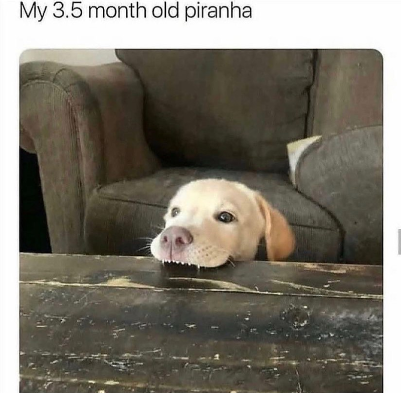 My 3.5 month old piranha