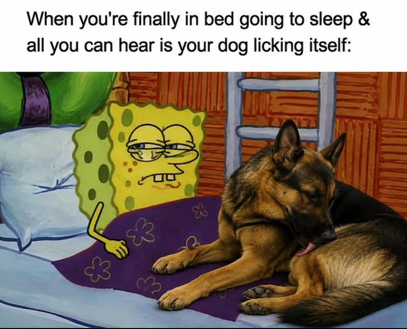 When you're finally in bed going to sleep & all you can hear is your dog licking itself: