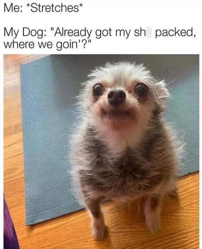 Me: *Stretches* My Dog: "Already got my sh packed, where we goin'?"
