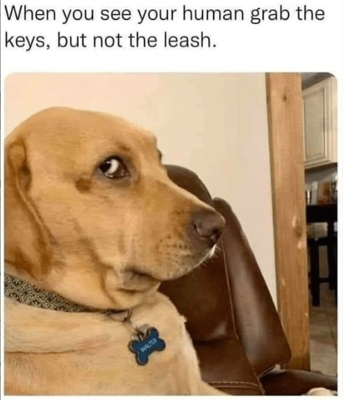 When you see your human grab the keys, but not the leash. WALTER