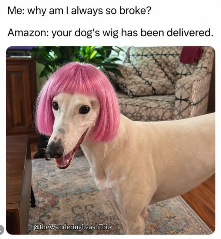 Me: why am I always so broke? Amazon: your dog's wig has been delivered. @theWanderingLeashTrio