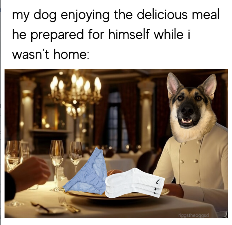 my dog enjoying the delicious meal he prepared for himself while i wasn't home: riggstheoggsd