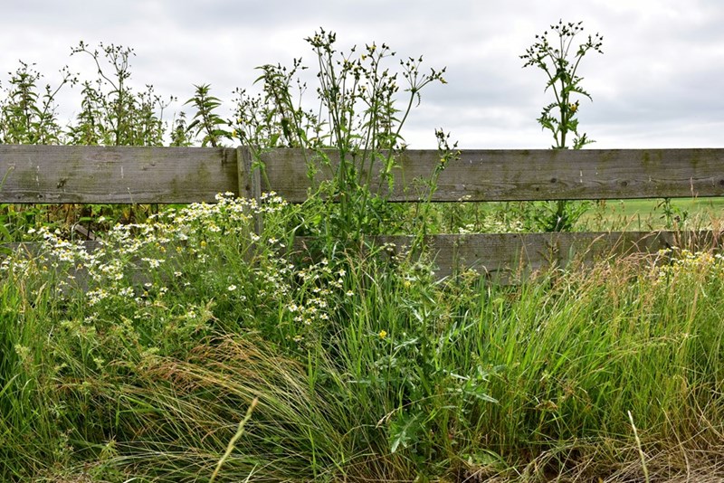 The neighbor's backyard had become chest-high with weeds.